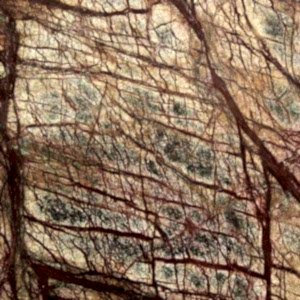 Rainforest-Brown Granit